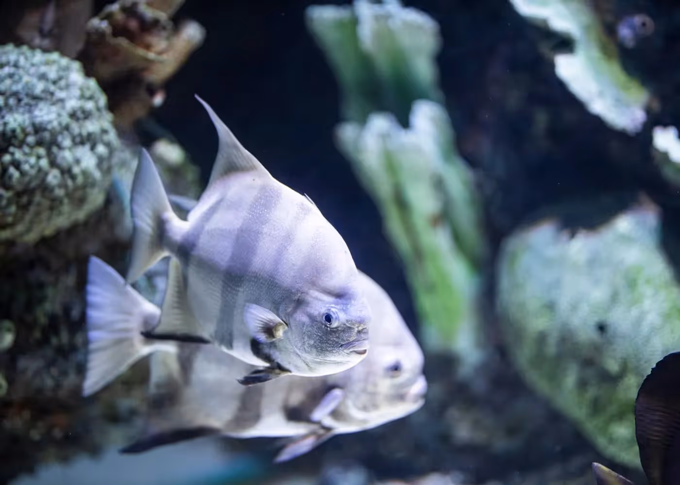 Zwart-wit gestreepte vissen in een groot glazen bassin van het aquarium